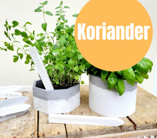 Koriander - Silikon - Gießform - Kräuterschild - Gemüseschild - 2er Set - Wunschgeschenk
