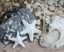 Silikon - Gießform - 2 Seesterne - Dekofigur - maritim - vielfältig nutzbar