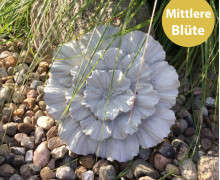 Silikon - Gießform - Blüte - Nelkenart - aufgeblüht - mittlere Blüte - vielfältig nutzbar
