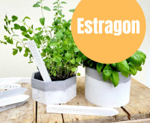 Estragon - Silikon - Gießform - Kräuterschild - Gemüseschild - 2er Set - Wunschgeschenk
