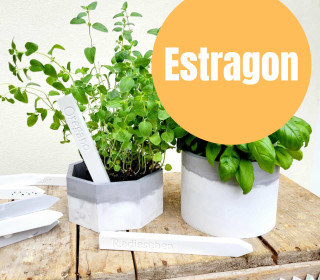 Estragon - Silikon - Gießform - Kräuterschild - Gemüseschild - 2er Set - Wunschgeschenk