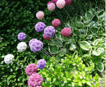 Silikon - Gießform - Blumenkugel - Allium/Zierlauch - Blüte - vielfältig nutzbar