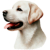HundPunkteTuerkisblau