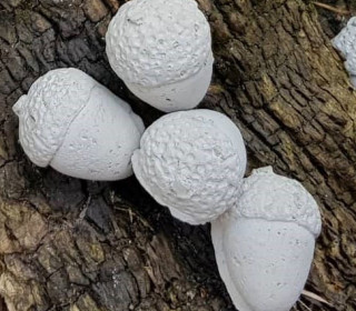 Silikon - Gießform - Kleine Eicheln - 2er Set - vielfältig nutzbar