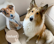 Dein eigenes Formkissen - Fotokissen - Velvet