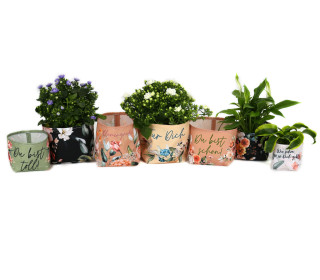 DIY-Nähset - Blumentopf - Utensilo - Blumengruß - abby and amy