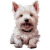 Terrier