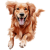 GoldenRetriever